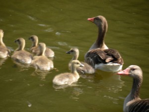 gans.müritz.003