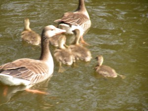 gans.müritz.004