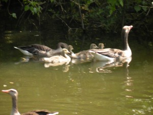 gans.müritz.005