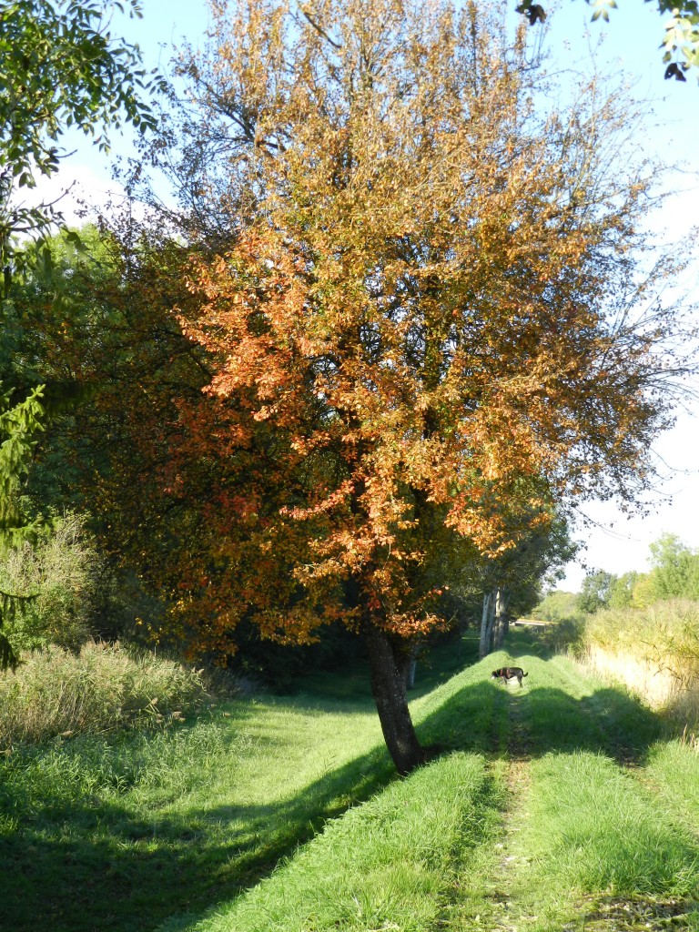 Saarkanal.Albeschaux.10-15.021