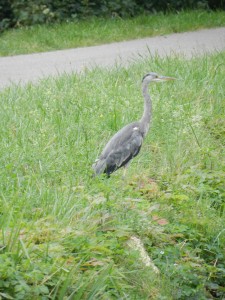 Saarkanal.Zetting.08-15.009